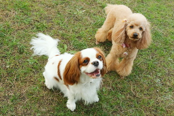 戯れるトイプードルとキャバリア