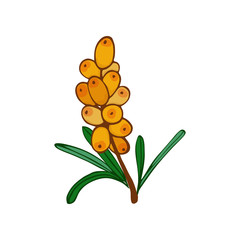 sea buckthorn branch and a cluster. leaves and berries