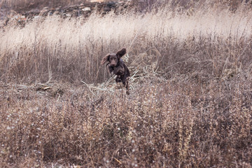 running Spaniel in the field