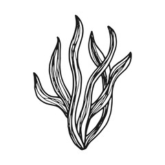 alga edible underwater vector icon. sketch isolated object