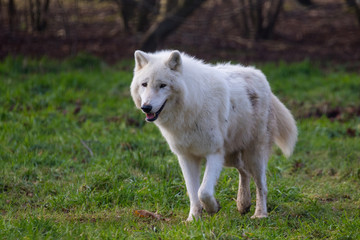 Naklejka na ściany i meble Arctic wolf (Canis lupus arctos), also known as the white wolf or polar wolf,