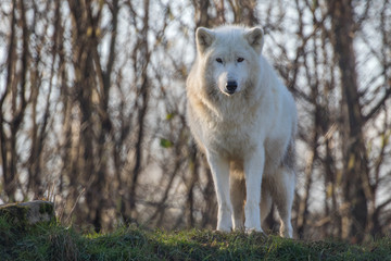 Arctic wolf (Canis lupus arctos), also known as the white wolf or polar wolf,