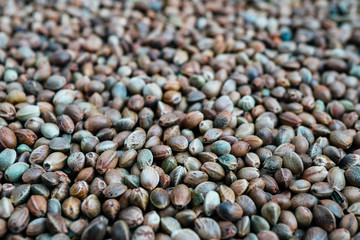 Cannabis seeds background. Marijuana grains, herbal treatment product macro view.