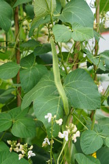 Runner bean