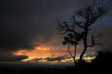 Fototapeta na wymiar Trees silhouettes at sunrise in Brazil