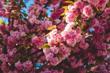 Sakura branches, many small pink flowers, lush branches of cherry trees, spring flowers on trees, sunny weather