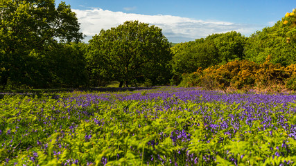Bluebells In A Field At Tŷ Canol Woods
