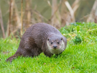 Close up of Eurasian otter (Lutra lutra) on a grass bank