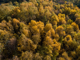 Fototapeta premium Aerial View of Autumn Trees