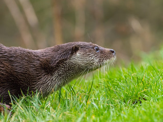 Close up of Eurasian otter (Lutra lutra) on a grass bank