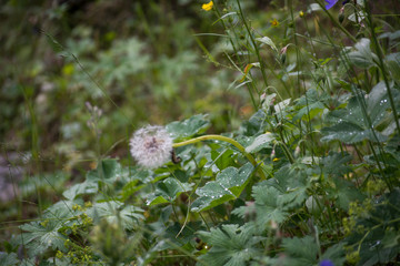 Waterdrops on leaves