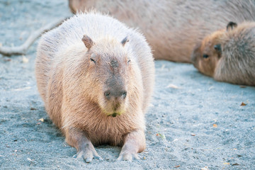 Cute Capybara (biggest mouse) eating and sleepy rest in the zoo, Tainan, Taiwan, close up shot