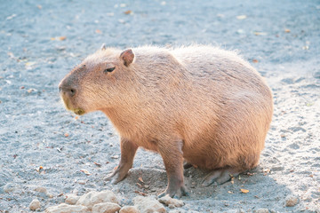 Cute Capybara (biggest mouse) eating and sleepy rest in the zoo, Tainan, Taiwan, close up shot