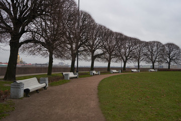An alley of trees without leaves, benches and a green lawn in St. Petersburg in November.