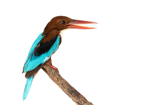 Image of white-throated kingfisher wings on the tree branch on a white background. Bird. Animal.