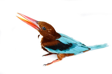 Image of white-throated kingfisher bird on a white background. Bird. Animal.