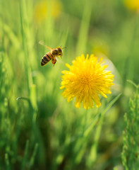 insects bee on a flower