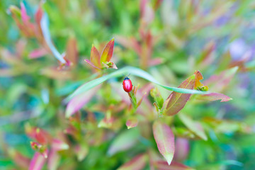 insects bee on a flower