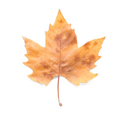 Color autumn leaf on white background