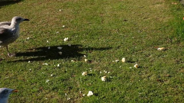 Herring gulls feeding on bread and scraps on cut grass of caravan park.