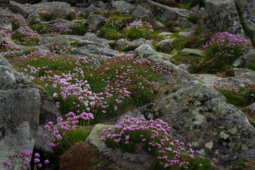 Rocky Landscape with pink flowers