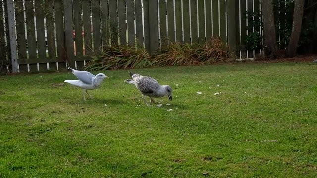 Herring gulls feeding on bread and scraps on cut grass of caravan park.