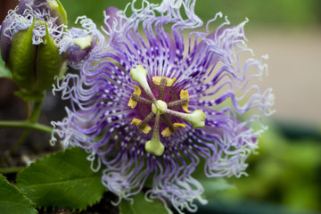 Passiflora. Beautiful purple flower of Passiflora in the garden. Selective focus.