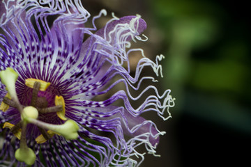 Passiflora. Beautiful purple flower of Passiflora in the garden. Selective focus.