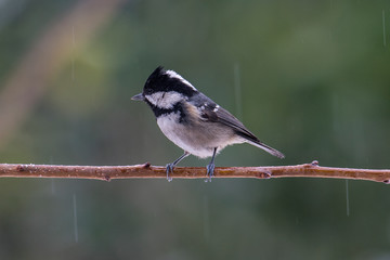 Coal Tit