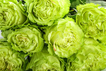 Beautiful green roses, closeup