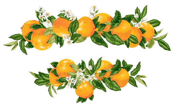 Vector headline decor elementwith grapefruit citrus branches