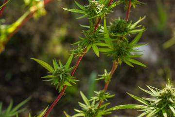 soft focus cannabis plant bush of legal or illegal drugs depend on country in wild garden park...