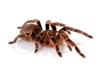 Vogelspinne (Acanthoscurria cordubensis) - tarantula