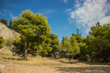 Fototapeta premium south exotic park outdoor mountain rocks nature Savannah landscape with vivid green trees on a ground and bare stones in clear bright summer weather time 