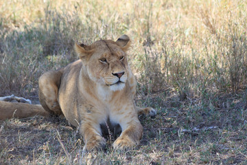 Naklejka na ściany i meble Lioness laying on the grass in Tanzania
