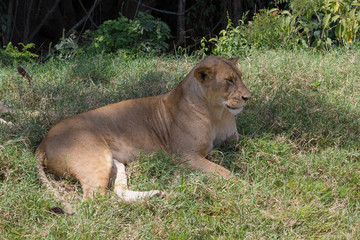 Fototapeta na wymiar Lioness laying on the grass in Kenya