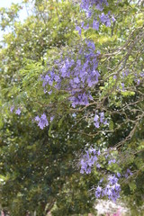 Jacaranda tree flowers