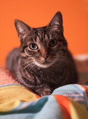 Cat looking to camera