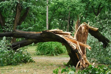 Papier Peint photo Lavable Orage Tronc d& 39 arbre cassé dans un parc
