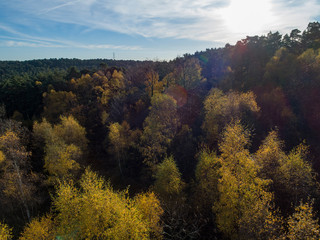 Fototapeta premium Aerial View of Autumn Forest at Sunset