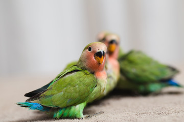 Close up shot of beautiful miniature Rosy faced lovebirds chicks playing and searching for feeding.