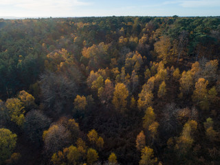 Aerial View of Autumn Forest at Sunset