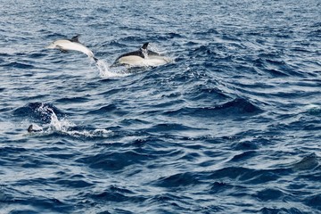 Delfine auf São Miguel  © Andre Winkler