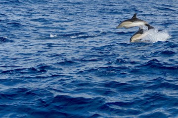 Delfine auf São Miguel © Andre Winkler