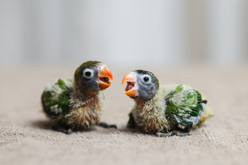 Close up shot of beautiful miniature Fischer's lovebirds chicks playing and searching for feeding.