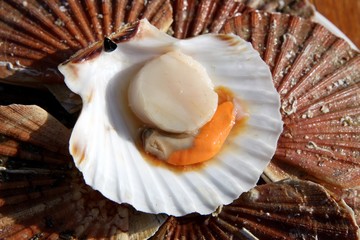 coquilles saint-jacques