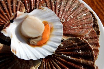 coquilles saint-jacques