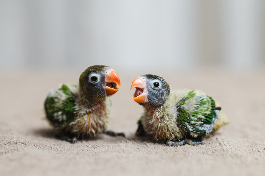 Fototapeta Close up shot of beautiful miniature Fischer's lovebirds chicks playing and searching for feeding.