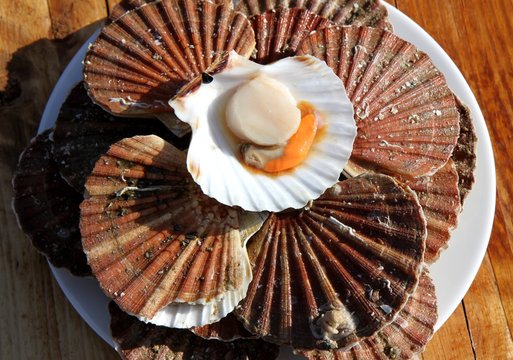 coquilles saint-jacques