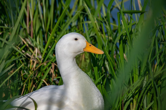 American Pekin duck hiding in green reeds